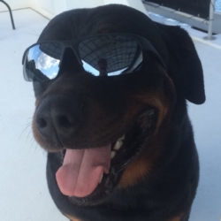 Dog Wearing Sunglasses